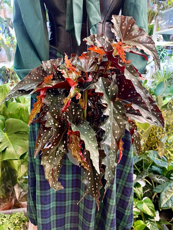 Begonia maculata Black Forest (crna točkasta begonia) fi17