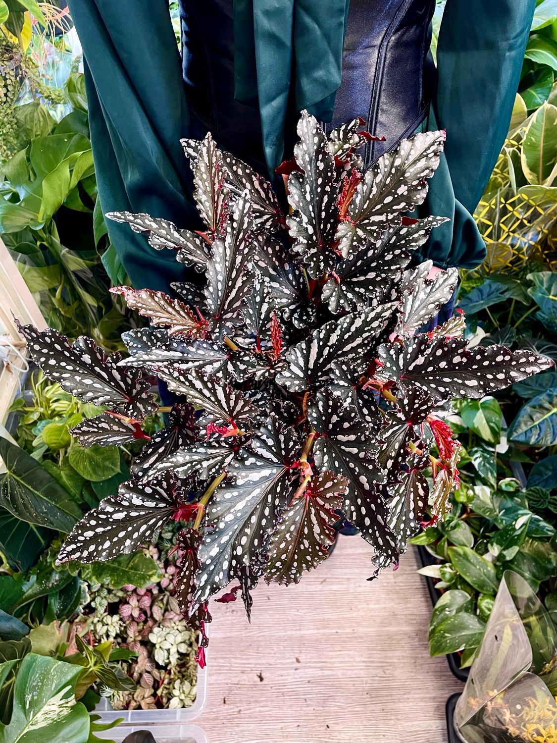 Begonia maculata Spotlight Dark (tamna točkasta begonia) fi17