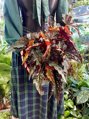 Begonia maculata Black Forest (crna točkasta begonia) fi17