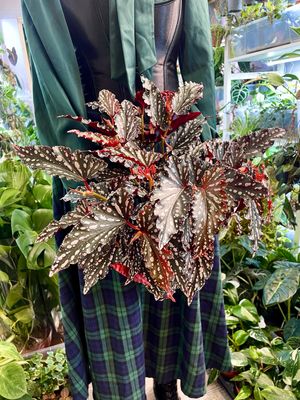 Begonia maculata Spotlight Dark (tamna točkasta begonia) fi17