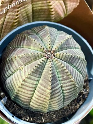 Euphorbia Obesa sukulent fi6,50