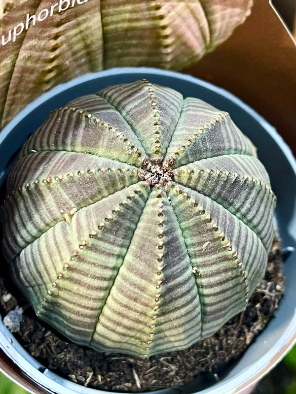 Euphorbia Obesa sukulent fi6,50