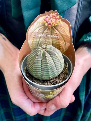 Euphorbia Obesa sukulent fi6,50