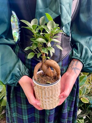 Ficus Ginseng bonsai u ukrasnoj keramičnoj teglici fi9