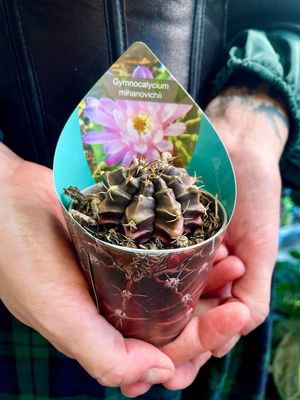 Gymnocalycium mihanovichii kaktus fi6,50