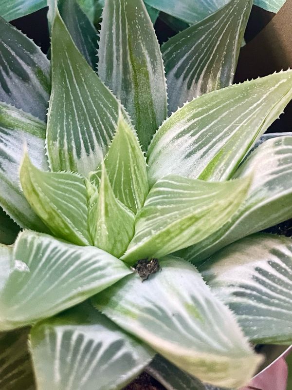 Haworthia Silver Variegata fi6,50