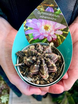 Gymnocalycium mihanovichii kaktus fi6,50