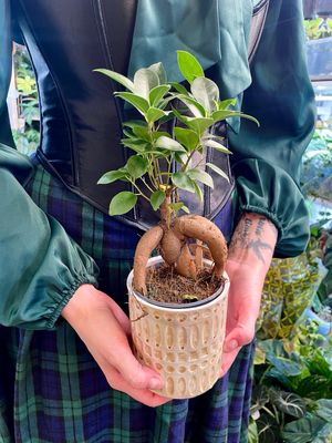 Ficus Ginseng bonsai u ukrasnoj keramičnoj teglici fi9