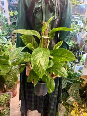 Monstera lechleriana variegata fi17