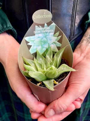 Haworthia Silver Variegata fi6,50