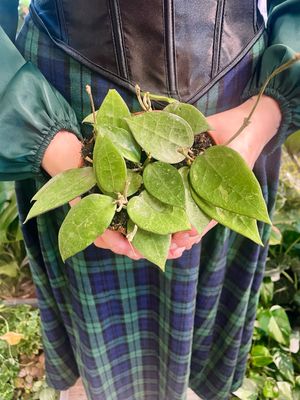 Hoya black margin fi12