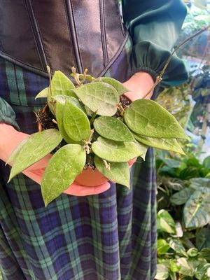 Hoya black margin fi12