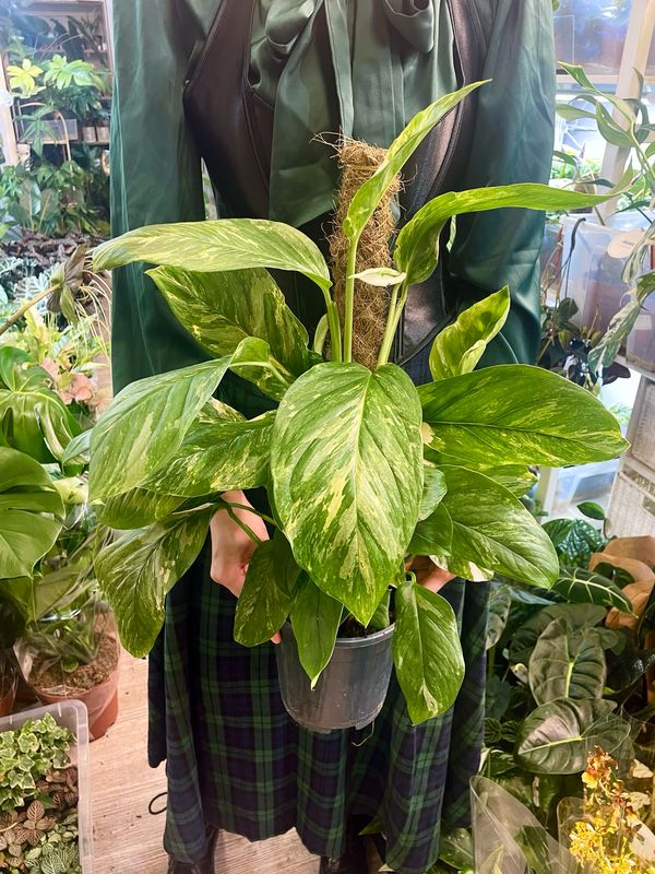 Monstera lechleriana variegata fi17