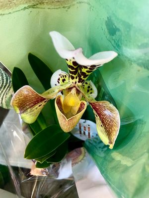 Paphiopedilum Amerikaanse Papučica orhideja fi12