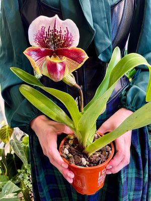 Paphiopedilum Amerikaanse Papučica orhideja fi12