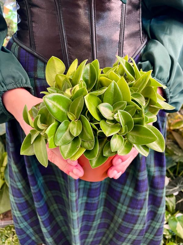 Peperomia Pixie fi12