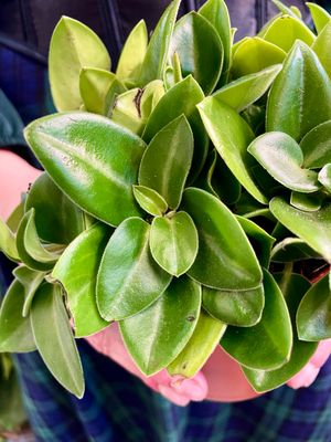 Peperomia Pixie fi12