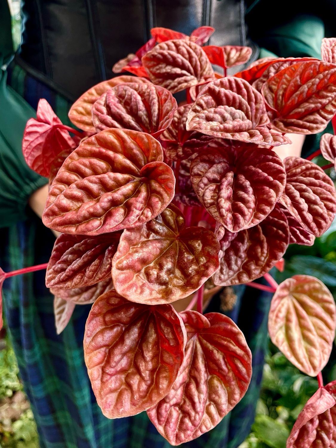 Peperomia Quito fi12