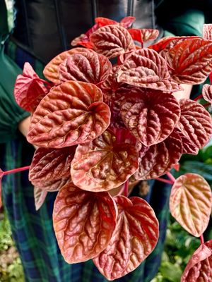 Peperomia Quito fi12