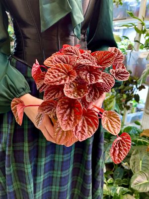 Peperomia Quito fi12