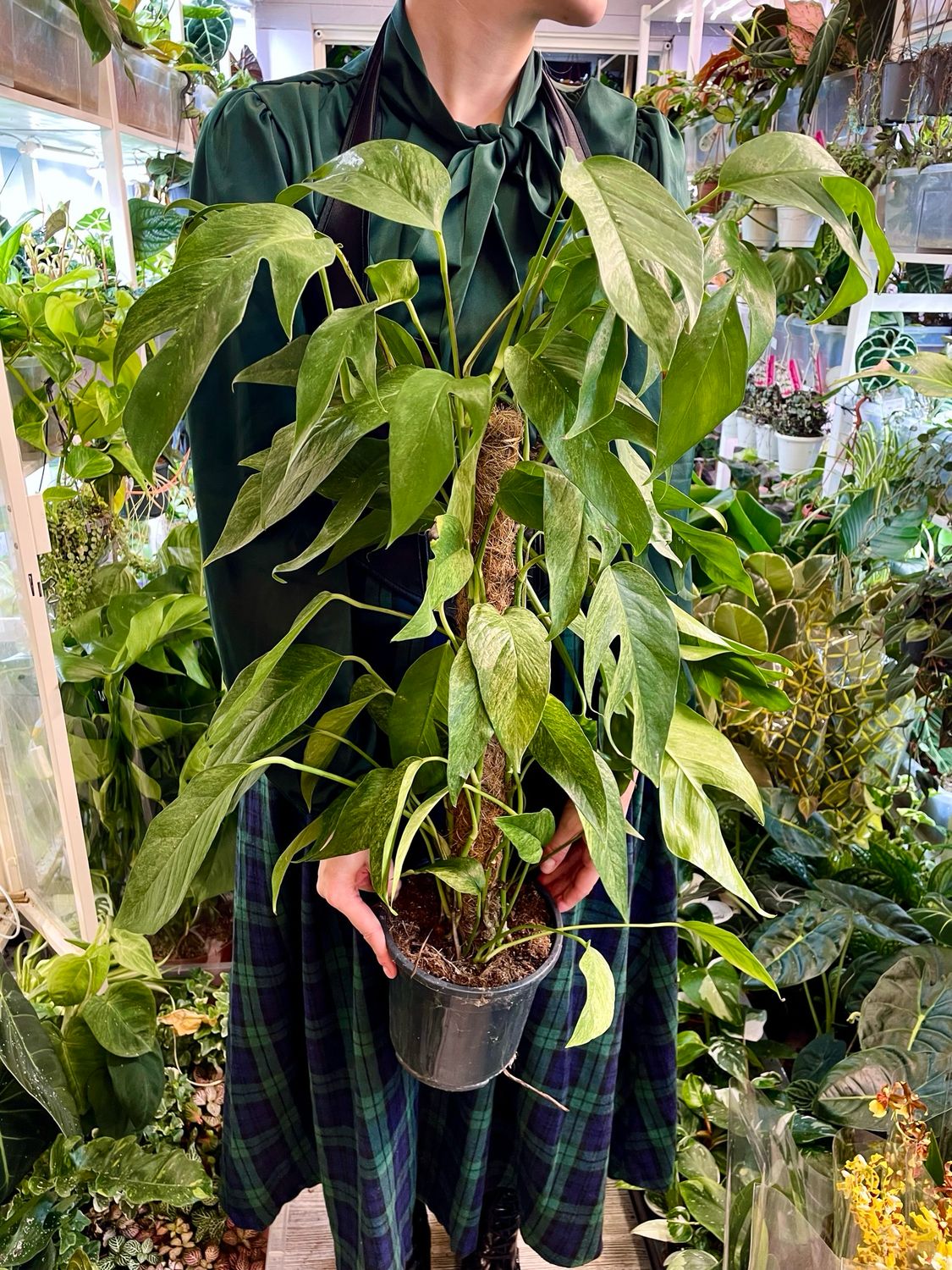 Epipremnum Baltic Blue Mint fi17