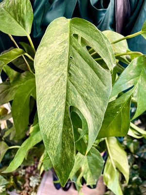 Epipremnum Baltic Blue Mint fi17