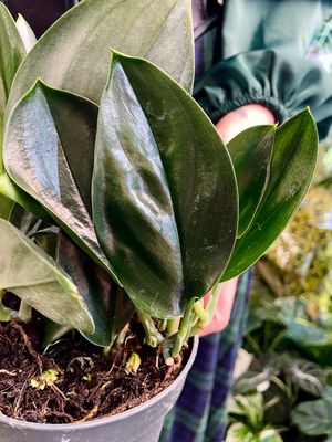 Scindapsus Treubii Dark Form fi12