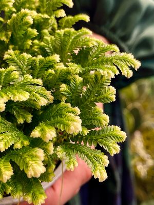 Selaginella martensii 'Jori' fi9