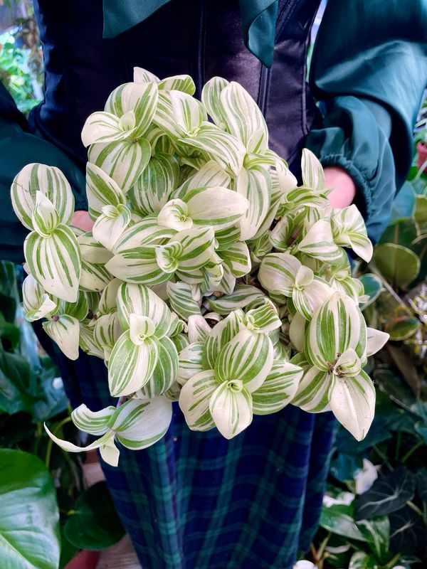 Tradescantia Brightness fi12