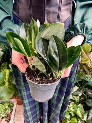 Scindapsus Treubii Dark Form fi12