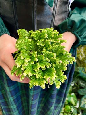 Selaginella martensii 'Jori' fi9