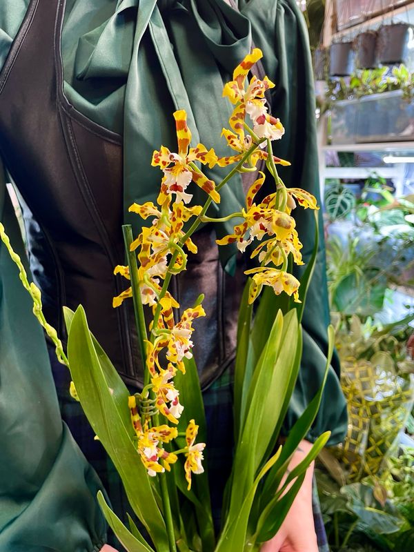 Vuylstekeara Cambria &#39;Plush&#39; orhideja fi12 YELLOW