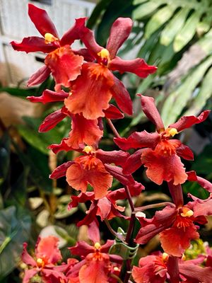 Vuylstekeara Cambria 'Plush' orhideja fi12 RED