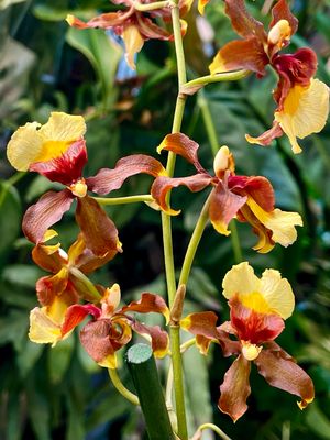 Vuylstekeara Cambria 'Plush' orhideja fi12 BROWN