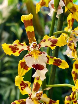 Vuylstekeara Cambria 'Plush' orhideja fi12 YELLOW