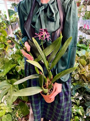 Encyclia Black Comet purple Orhideja fi12