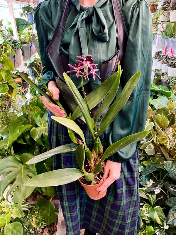 Encyclia Black Comet purple Orhideja fi12