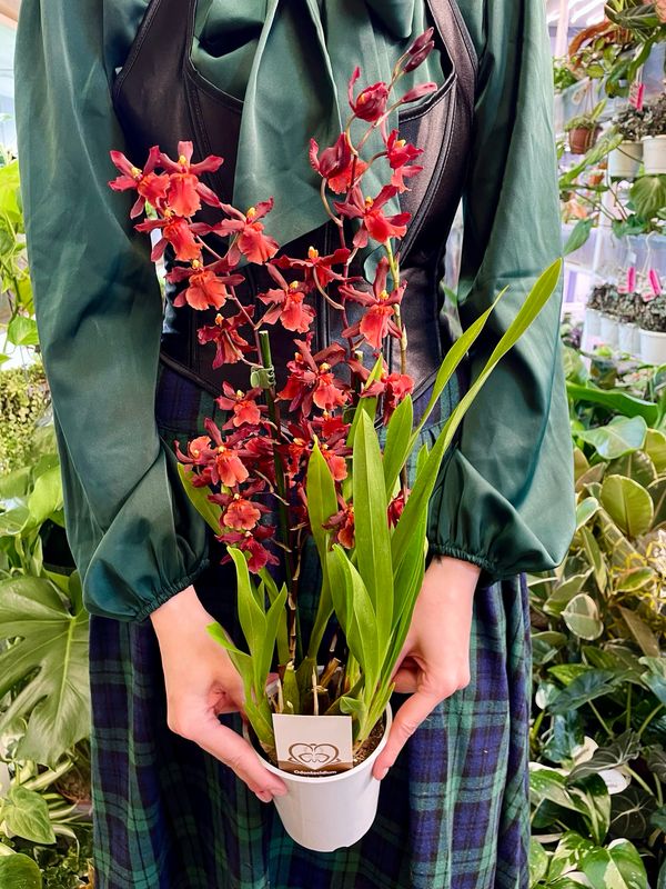 Vuylstekeara Cambria &#39;Plush&#39; orhideja fi12 RED