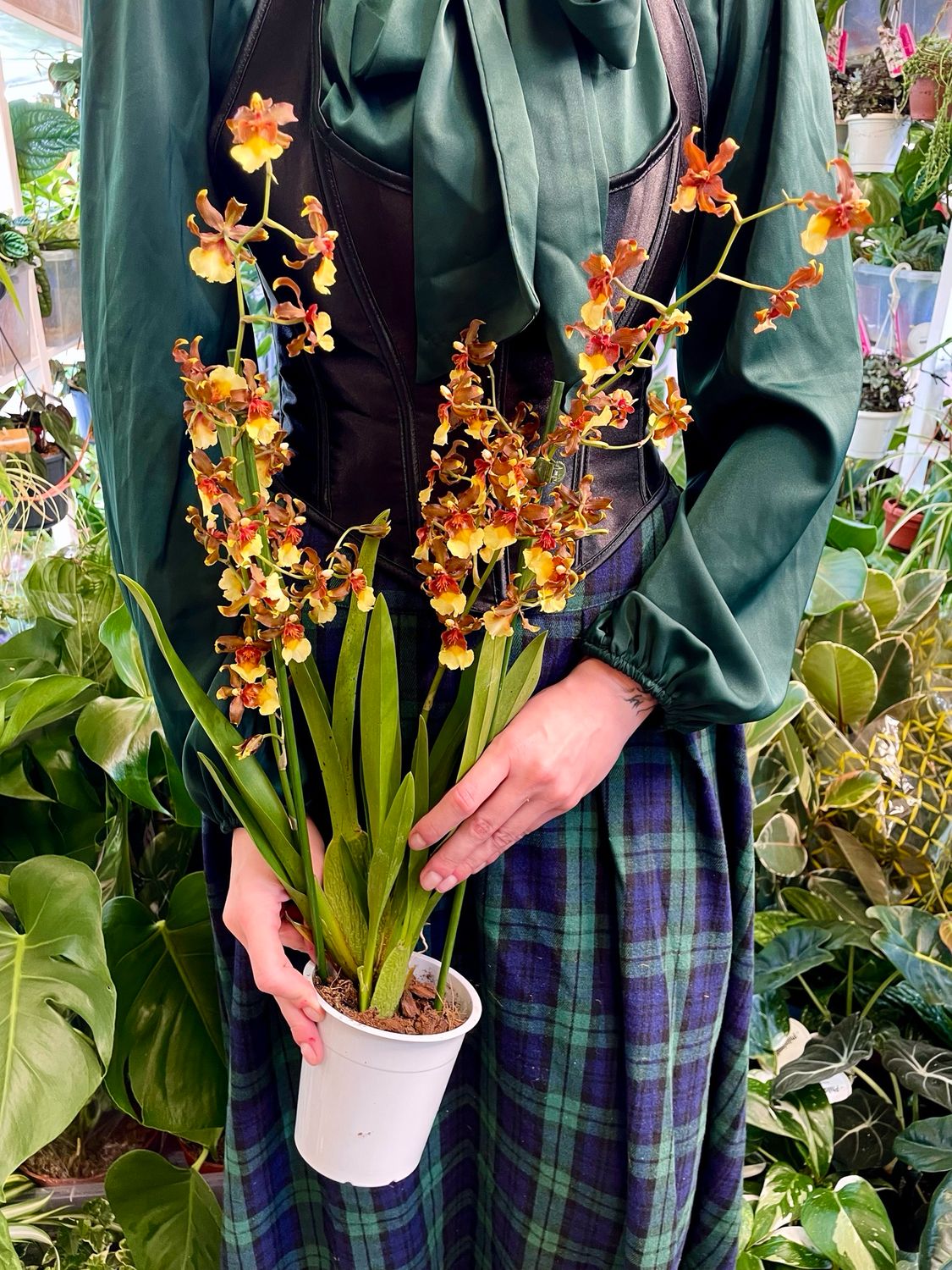 Vuylstekeara Cambria &#39;Plush&#39; orhideja fi12 BROWN