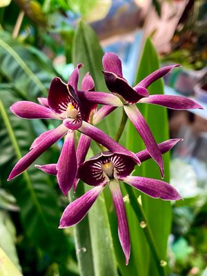 Encyclia Black Comet purple Orhideja fi12