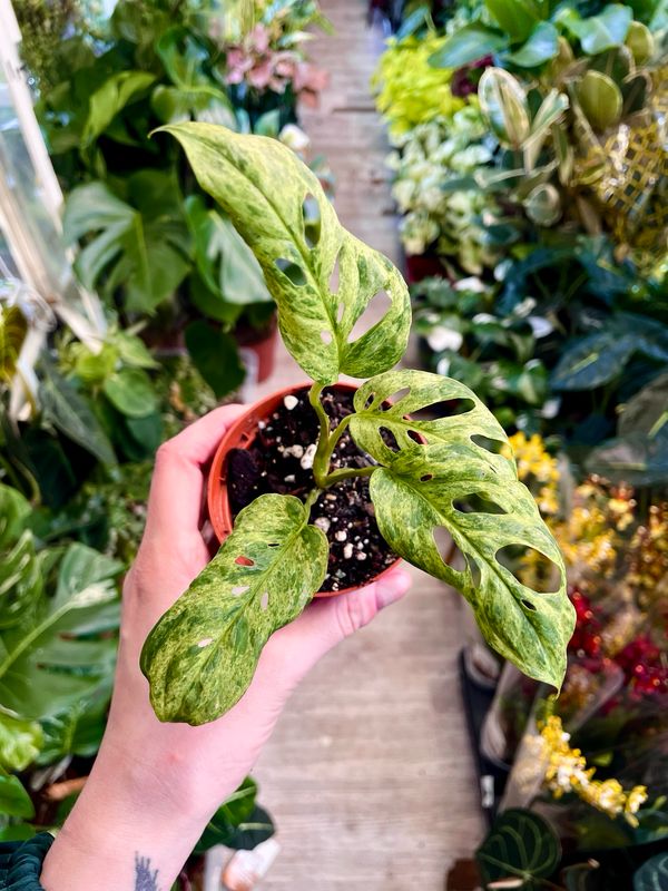 Monstera adansonii frozen freckles