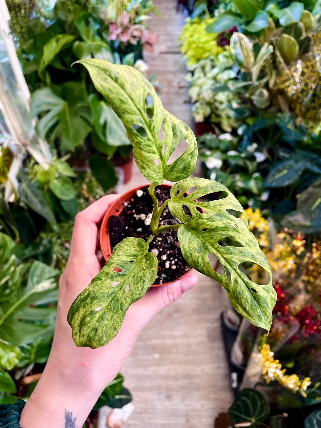 Monstera adansonii frozen freckles