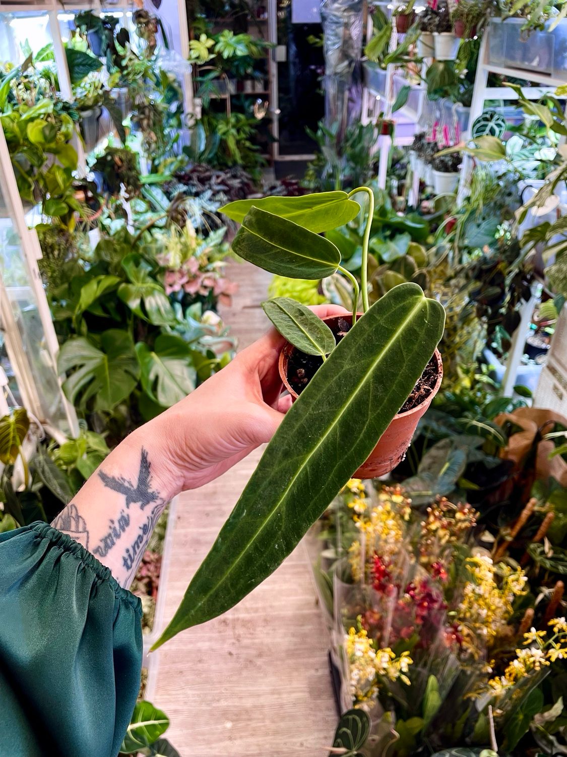 Anthurium Warocqueanum fi10,50