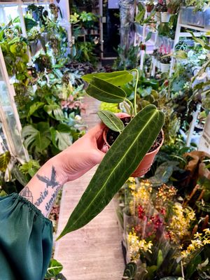 Anthurium Warocqueanum fi10,50