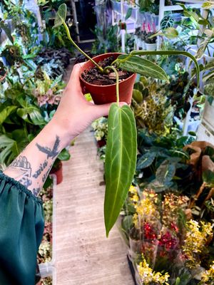 Anthurium Warocqueanum fi10,50