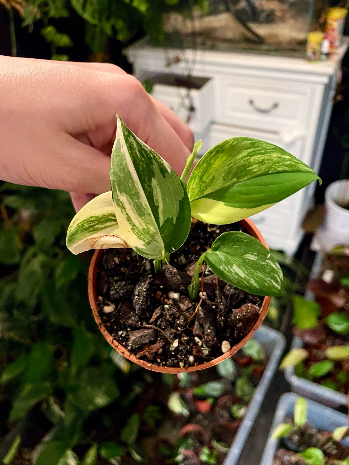 Scindapsus Blue Albo