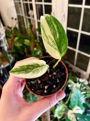 Scindapsus Blue Albo