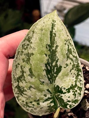 Scindapsus Kalimantan Tricolor