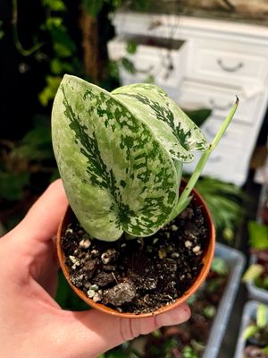 Scindapsus Kalimantan Tricolor