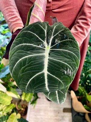 Alocasia reginula 'Black Velvet' fi14